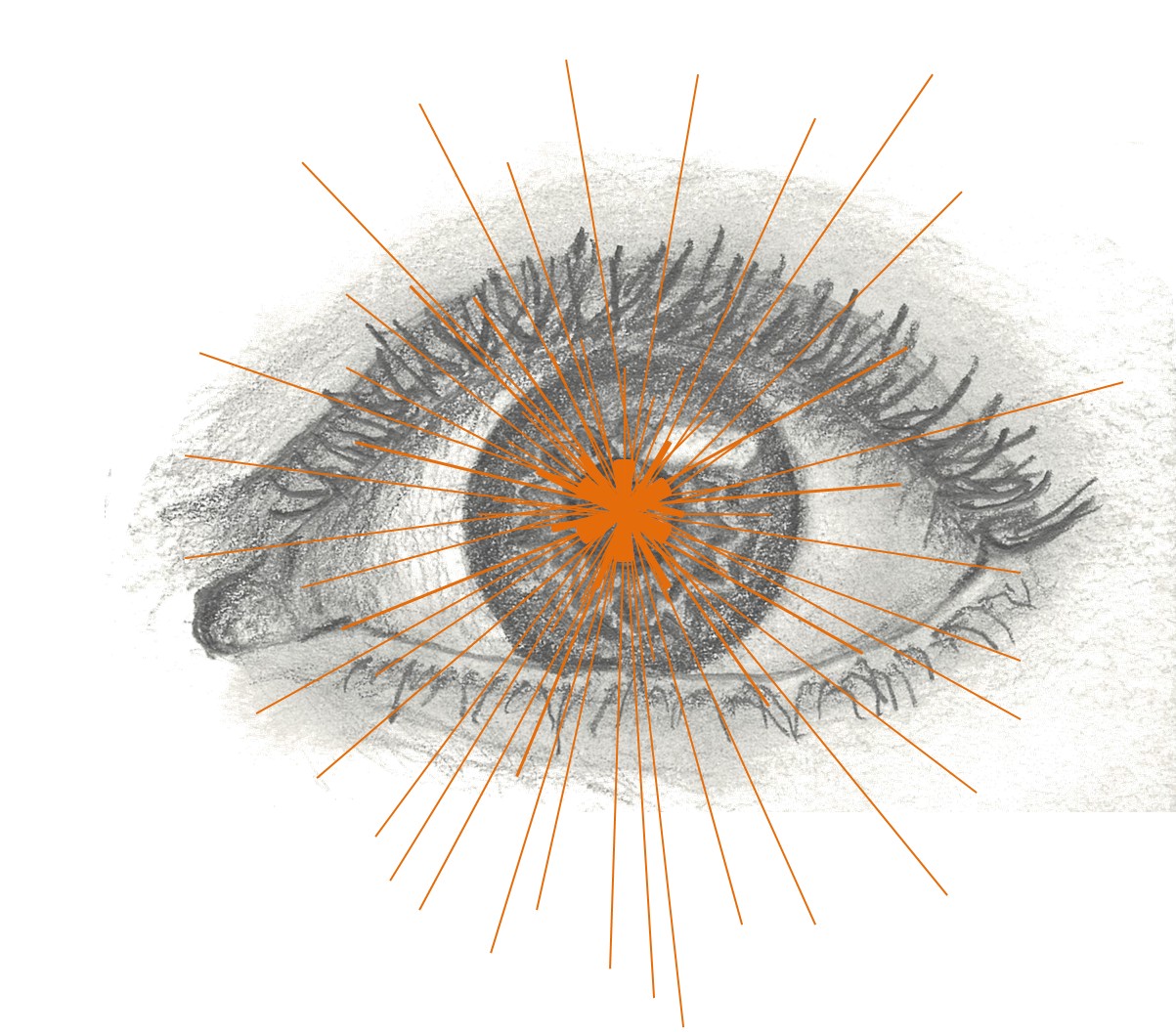 Eye